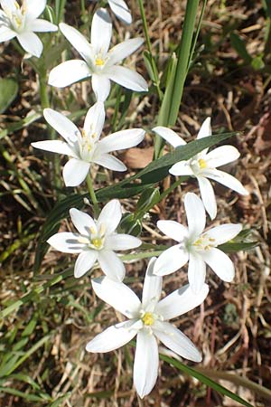 Ornithogalum divergens \ Spreizender Dolden-Milchstern / Lesser Star of Bethlehem, D Grünstadt-Asselheim 26.4.2020