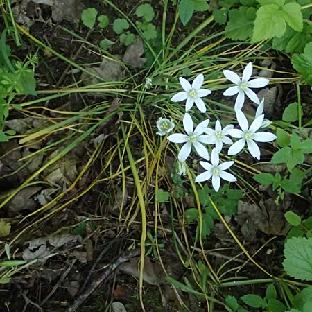 Ornithogalum angustifolium \ Schmalblttriger Milchstern / Narrow-Leaved Star of Bethlehem, D Eiersheim 31.5.2025