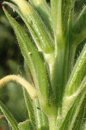 Oenothera suaveolens \ Wohlriechende Nachtkerze / Smelling Evening Primrose, D Römerberg 8.7.2017