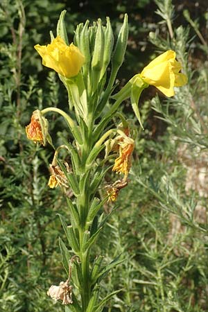 Oenothera suaveolens \ Wohlriechende Nachtkerze / Smelling Evening Primrose, D Römerberg 8.7.2017