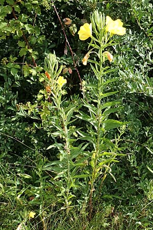 Oenothera suaveolens \ Wohlriechende Nachtkerze / Smelling Evening Primrose, D Ingelheim 11.7.2017