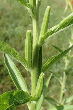 Oenothera suaveolens \ Wohlriechende Nachtkerze / Smelling Evening Primrose, D Ingelheim 11.7.2017