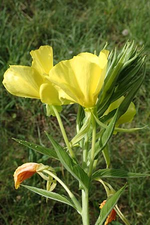 Oenothera suaveolens \ Wohlriechende Nachtkerze / Smelling Evening Primrose, D Ingelheim 11.7.2017