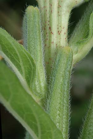 Oenothera suaveolens \ Wohlriechende Nachtkerze / Smelling Evening Primrose, D Ingelheim 11.7.2017