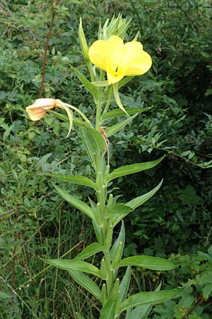 Oenothera suaveolens \ Wohlriechende Nachtkerze / Smelling Evening Primrose, D Ingelheim 11.7.2017