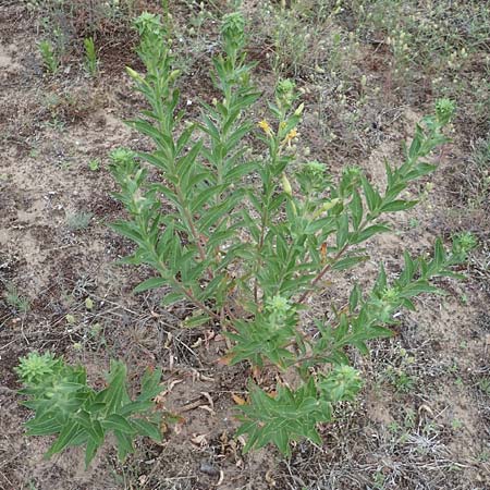 Oenothera villosa \ Weihaarige Nachtkerze / Hairy Evening Primrose, D Schwetzingen 28.6.2018
