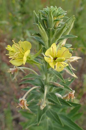 Oenothera villosa \ Weihaarige Nachtkerze / Hairy Evening Primrose, D Schwetzingen 7.7.2018