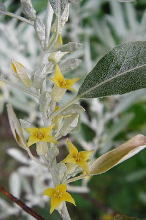 Elaeagnus angustifolia \ Schmalblttrige lweide / Narrow-Leaved Oleaster, Russian Olive, D Mannheim 19.5.2015