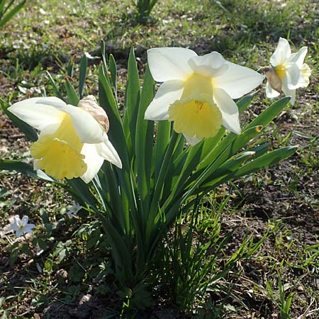 Narcissus pseudonarcissus \ Gelbe Narzisse, Osterglocke / Wild Daffodil, D Ludwigshafen 31.3.2021