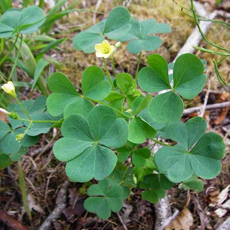 Oxalis stricta \ Aufrechter Sauerklee / Upright Oxalis, D Großkrotzenburg 18.7.2015