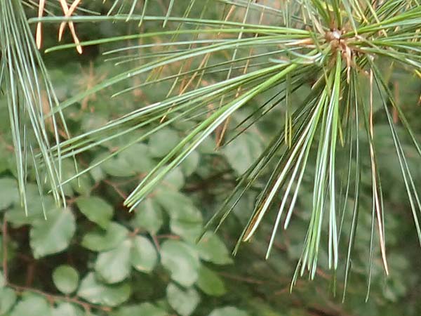 Pinus strobus \ Weymouths-Kiefer, Wei-Kiefer / Eastern White Pine, D Bad Dürkheim 3.10.2016