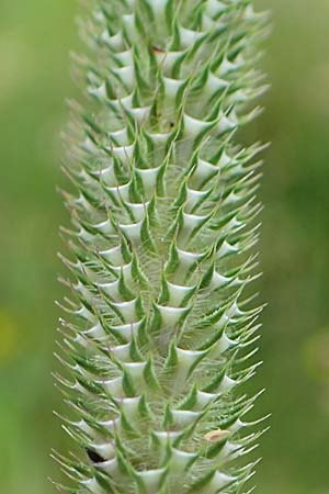 Phleum pratense \ Wiesen-Lieschgras / Timothy Grass, D Hunsrück, Langweiler 18.7.2020