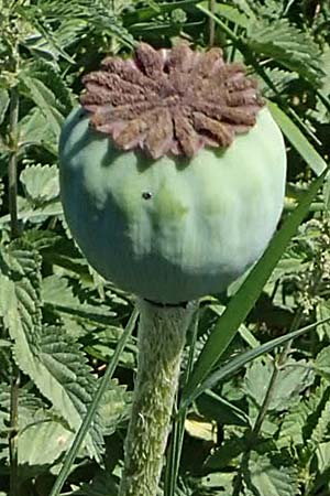 Papaver setiferum \ Falscher Orient-Mohn / False Oriental Poppy, D Thüringen, Hemleben 12.6.2023