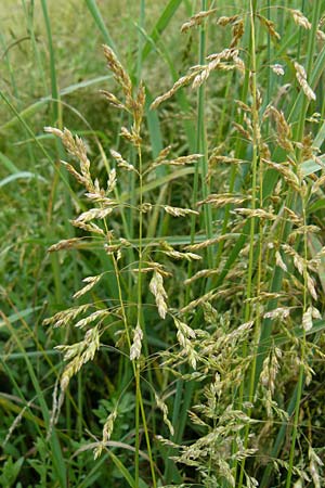 Poa angustifolia \ Schmalblttriges Rispengras / Narrow-Leaved Meadow Grass, D Erlenbach am Main 4.6.2016