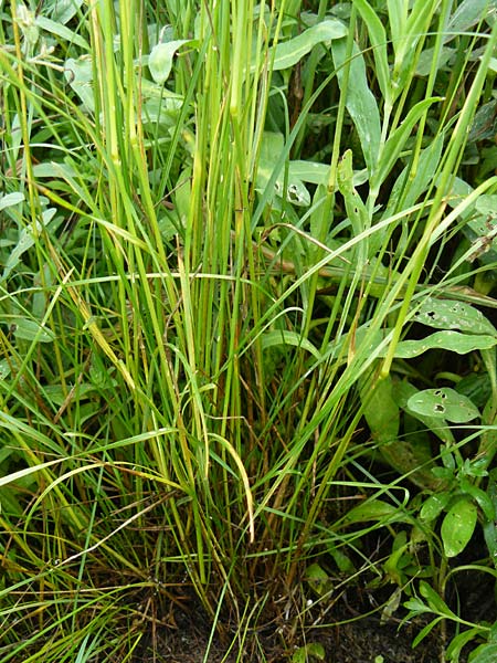 Poa angustifolia \ Schmalblttriges Rispengras / Narrow-Leaved Meadow Grass, D Erlenbach am Main 4.6.2016