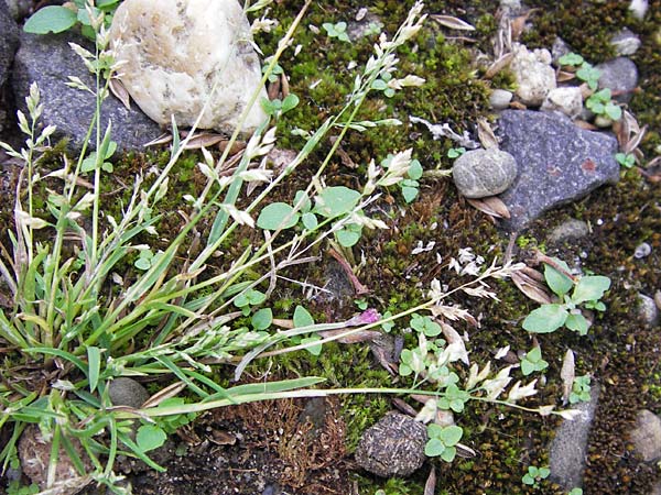 Poa annua \ Einjhriges Rispengras / Annual Blue Grass, D Ludwigshafen 4.7.2012