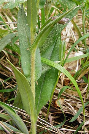 Pulmonaria angustifolia \ Schmalblttriges Lungenkraut / Narrow-Leaved Lungwort, D Nüdlingen 9.5.2015