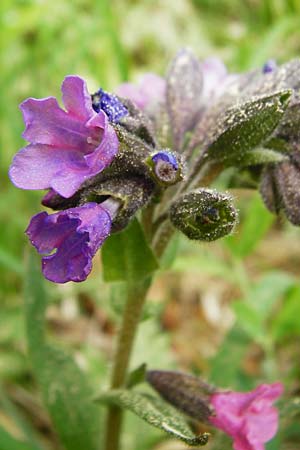 Pulmonaria angustifolia \ Schmalblttriges Lungenkraut / Narrow-Leaved Lungwort, D Nüdlingen 9.5.2015