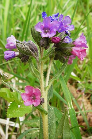 Pulmonaria angustifolia \ Schmalblttriges Lungenkraut / Narrow-Leaved Lungwort, D Nüdlingen 9.5.2015
