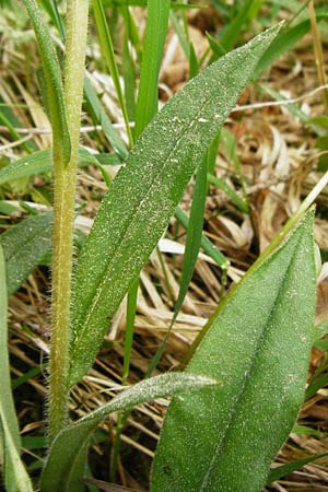 Pulmonaria angustifolia \ Schmalblttriges Lungenkraut / Narrow-Leaved Lungwort, D Nüdlingen 9.5.2015
