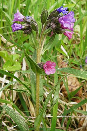 Pulmonaria angustifolia \ Schmalblttriges Lungenkraut / Narrow-Leaved Lungwort, D Nüdlingen 9.5.2015