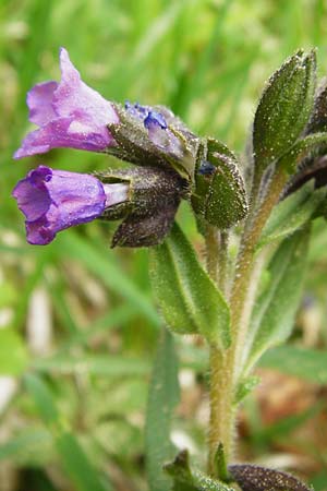Pulmonaria angustifolia \ Schmalblttriges Lungenkraut / Narrow-Leaved Lungwort, D Nüdlingen 9.5.2015