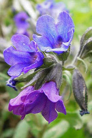 Pulmonaria angustifolia \ Schmalblttriges Lungenkraut / Narrow-Leaved Lungwort, D Nüdlingen 9.5.2015