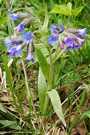 Pulmonaria angustifolia \ Schmalblttriges Lungenkraut / Narrow-Leaved Lungwort, D Nüdlingen 9.5.2015