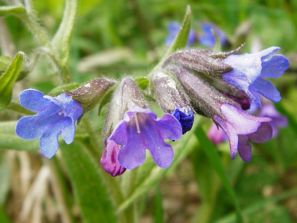 Pulmonaria angustifolia \ Schmalblttriges Lungenkraut / Narrow-Leaved Lungwort, D Nüdlingen 9.5.2015