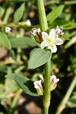 Polygonum aviculare \ Echter Vogel-Knterich / Common Knotgrass, English Knotgrass, D Odenwald, Unterflockenbach 27.6.2015