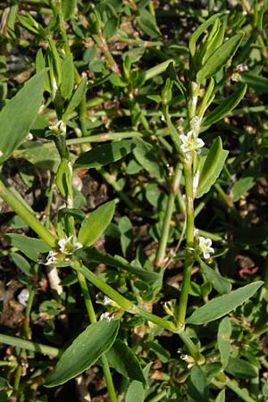 Polygonum aviculare \ Echter Vogel-Knterich / Common Knotgrass, English Knotgrass, D Odenwald, Unterflockenbach 27.6.2015