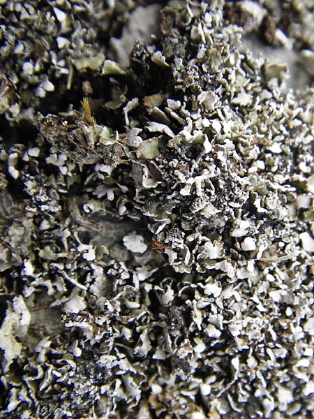 Parmelia spec3 ? \ Schlsselflechte, D Gerolzhofen-Sulzheim 18.7.2015