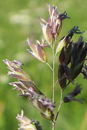 Poa alpina \ Alpen-Rispengras / Alpine Meadow Grass, D Schwarzwald/Black-Forest, Feldberg 10.7.2016
