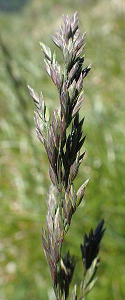 Poa alpina \ Alpen-Rispengras / Alpine Meadow Grass, D Schwarzwald/Black-Forest, Belchen 27.5.2017
