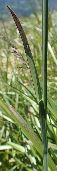 Poa alpina \ Alpen-Rispengras / Alpine Meadow Grass, D Schwarzwald/Black-Forest, Belchen 27.5.2017