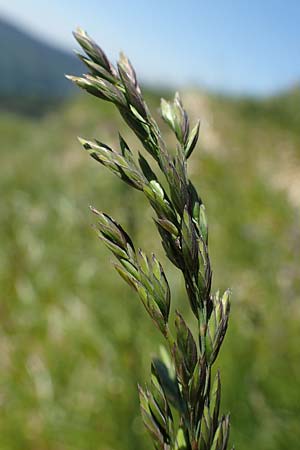 Poa alpina \ Alpen-Rispengras / Alpine Meadow Grass, D Schwarzwald/Black-Forest, Belchen 27.5.2017