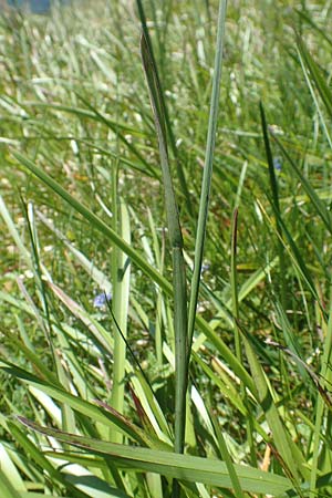 Poa alpina \ Alpen-Rispengras / Alpine Meadow Grass, D Schwarzwald/Black-Forest, Belchen 27.5.2017