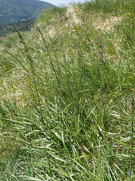 Poa alpina \ Alpen-Rispengras / Alpine Meadow Grass, D Schwarzwald/Black-Forest, Belchen 27.5.2017