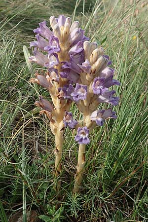 Phelipanche arenaria \ Sand-Sommerwurz / Wormwood Broomrape, D Kaiserstuhl,  Badberg 25.6.2018