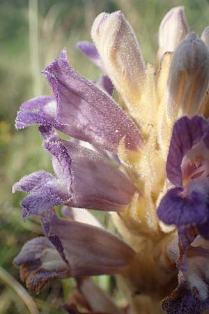 Phelipanche arenaria \ Sand-Sommerwurz / Wormwood Broomrape, D Kaiserstuhl,  Badberg 25.6.2018