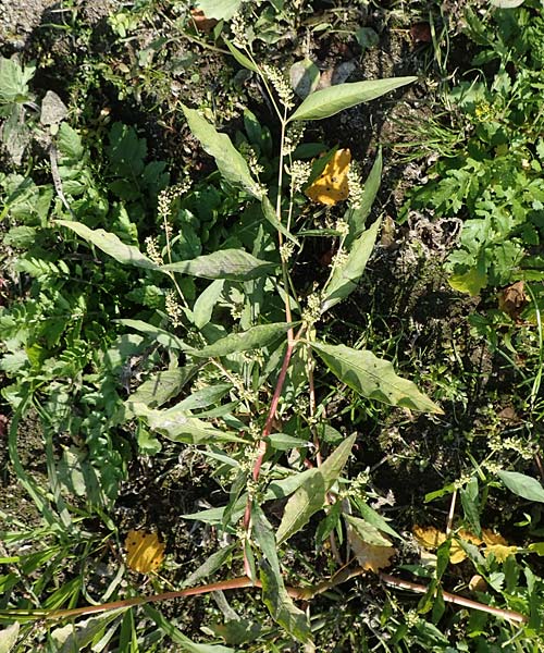 Persicaria lapathifolia subsp. pallida \ Acker-Ampfer-Knterich / Pale Persicaria, D Römerberg 18.10.2018