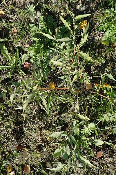 Persicaria lapathifolia subsp. pallida \ Acker-Ampfer-Knterich / Pale Persicaria, D Römerberg 18.10.2018