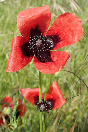 Papaver argemone \ Sand-Mohn / Prickly Poppy, D St. Leon - Rot 17.5.2019