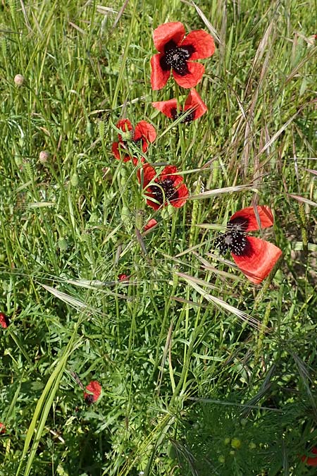 Papaver argemone \ Sand-Mohn / Prickly Poppy, D St. Leon - Rot 17.5.2019