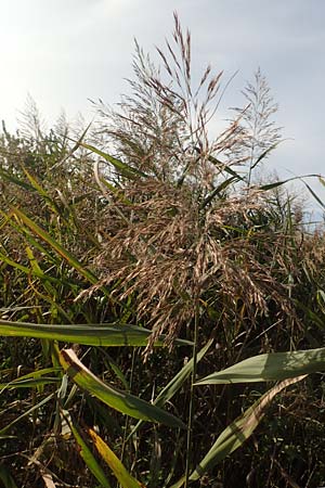 Phragmites australis \ Schilf / Common Reed, D Brandenburg, Havelaue-Gülpe 17.9.2020