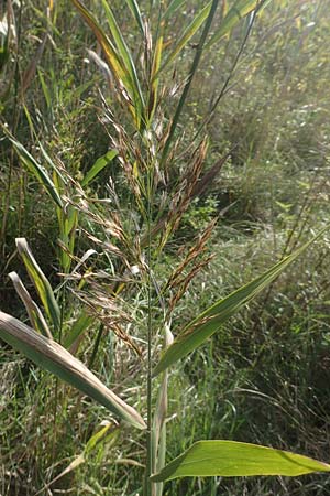 Phragmites australis \ Schilf / Common Reed, D Brandenburg, Havelaue-Gülpe 17.9.2020