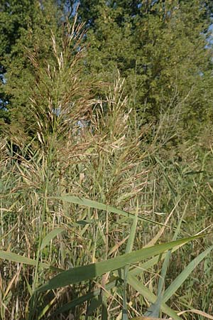 Phragmites australis \ Schilf / Common Reed, D Brandenburg, Havelaue-Gülpe 17.9.2020
