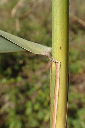 Phragmites australis \ Schilf / Common Reed, D Brandenburg, Havelaue-Gülpe 17.9.2020