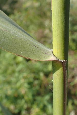 Phragmites australis \ Schilf / Common Reed, D Brandenburg, Havelaue-Gülpe 17.9.2020