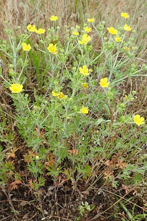 Potentilla argentea agg. \ Silber-Fingerkraut / Hoary Cinquefoil, D Hockenheim 8.6.2021